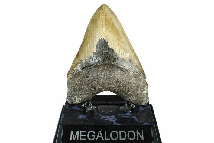 Serrated, Fossil Megalodon Tooth - North Carolina #368438